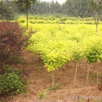 安慶金葉槐養(yǎng)殖聯(lián)系電話