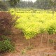 金葉槐種植基地圖