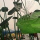 不銹鋼荷花雕塑圖
