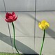不銹鋼荷花雕塑圖