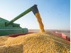 收购二级玉米回收陈化粮收购轮换粮回收陈化粮什么价格？