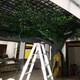 餐廳水泥仿真桃花樹圖