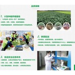 惠州龙门农副产品批发食堂蔬菜配送公司欢迎来电议价