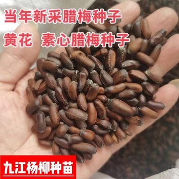 臘梅種子素心臘梅種子新種子價格開黃花臘梅種子批發(fā)
