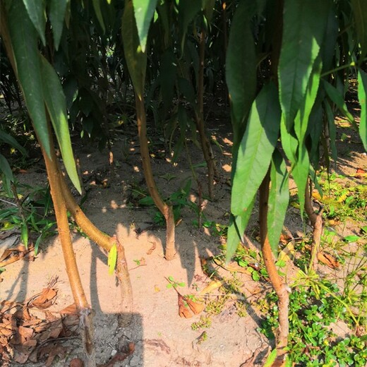 小桃樹苗市場價格
