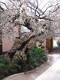 制作水泥仿真梅花樹雕塑聯(lián)系方式,水泥仿真梅花樹雕塑報(bào)價(jià)產(chǎn)品圖