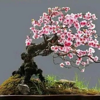 水泥仿真梅花树雕塑使用寿命,从事水泥仿真梅花树雕塑报价