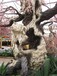 销售水泥仿真枣树大门多少钱一个,不锈钢梅花树雕塑