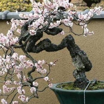 安装水泥仿真梅花树雕塑使用寿命,设计水泥仿真梅花树雕塑供应商