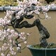 从事水泥仿真梅花树雕塑使用寿命,制作水泥仿真梅花树雕塑厂家原理图
