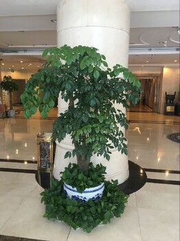 兴华大街办公室绿植租赁,花草植物出租