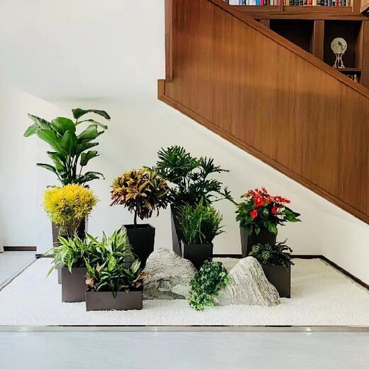武夷花园办公室绿植租摆,园林绿化室内花卉植物出租