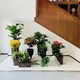 西紅門辦公室綠植租擺收費(fèi)標(biāo)準(zhǔn),花草植物出租產(chǎn)品圖