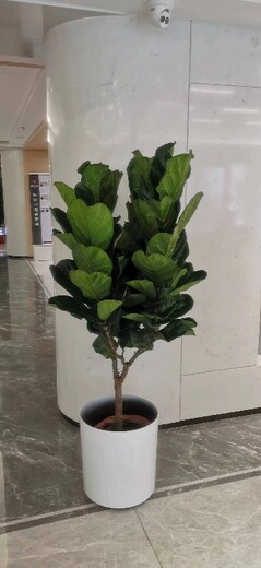 朝陽區(qū)太陽宮綠植租賃電話,辦公室內(nèi)花草租擺