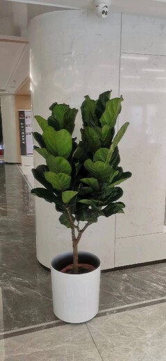 室内绿色植物租摆出租,天通苑四季佳美绿植盆栽租赁