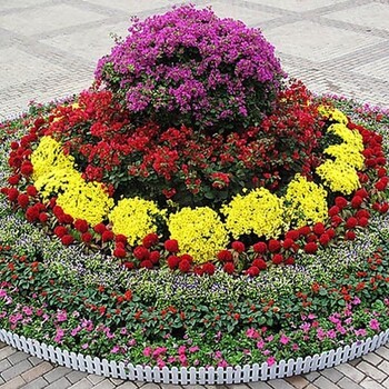 光明樓綠植租賃收費(fèi)標(biāo)準(zhǔn),綠植租擺