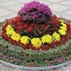 室內(nèi)綠植租擺圖