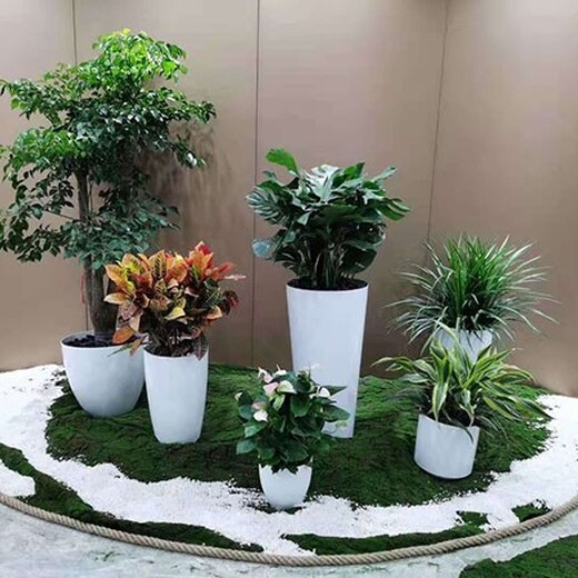 温泉五彩城办公室绿植租摆,园林绿化室内花卉植物出租