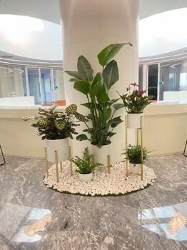 五路居綠植租賃費用,綠植銷售