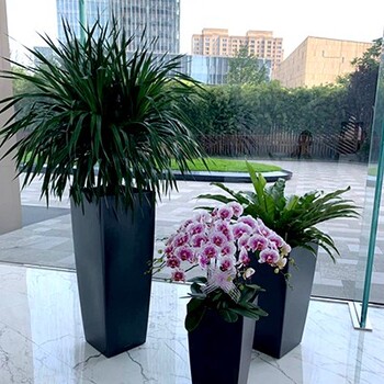朝陽(yáng)區(qū)常營(yíng)綠植租賃公司,植物出租