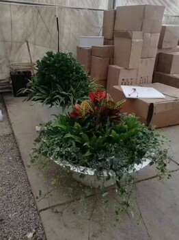 朝陽(yáng)區(qū)酒仙橋綠植租賃,辦公室綠植租擺