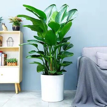 北京辦公室花卉租擺北京站辦公室綠植租賃