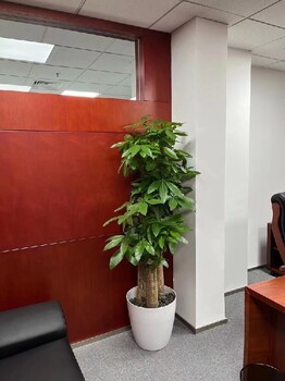 办公室花木出租,五棵松绿植盆栽租赁