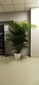 办公室绿植租摆,六里桥绿植盆栽租赁图片