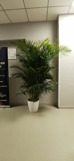 朝阳区红庙绿植租赁多少钱,室内绿色植物租摆出租