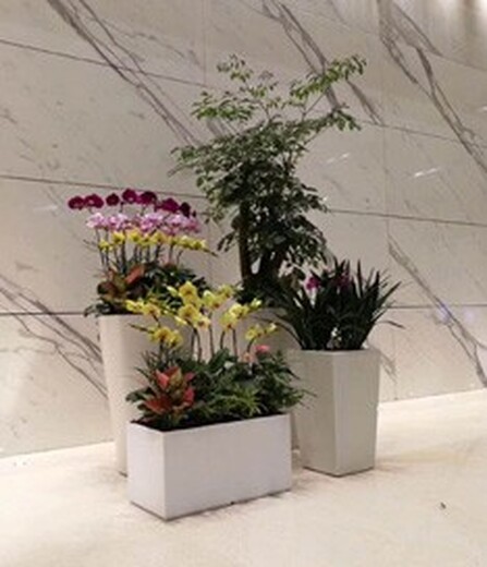 室內(nèi)綠色植物租擺出租,朝陽區(qū)甜水園綠植租賃多少錢