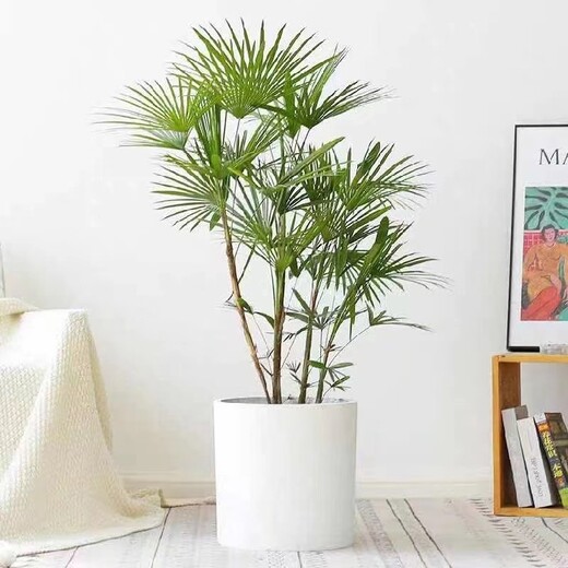 石榴莊辦公室綠植租賃,北京植物租擺