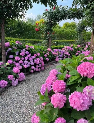 棗園辦公室綠植租賃費(fèi)用,北京辦公室花卉租擺