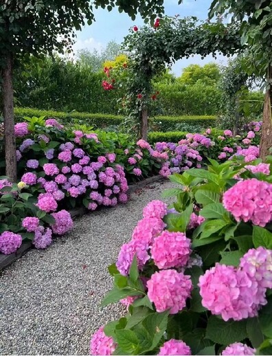 室内绿色植物租摆出租,门头沟绿植盆栽租赁