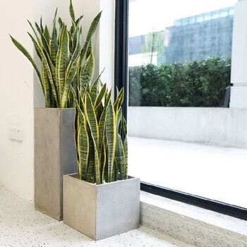 五路居綠植租賃費用,綠植銷售