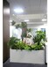 滨河办公室绿植租摆多少钱,花草植物出租