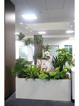 滨河办公室绿植租摆,花草植物出租