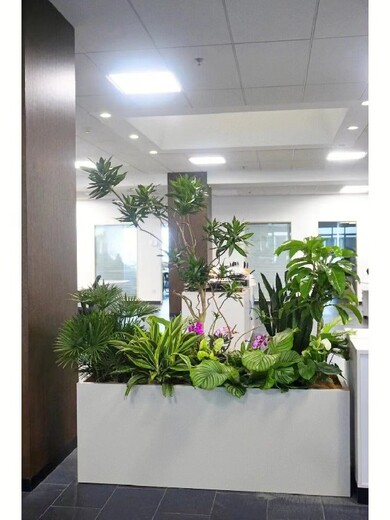 太平桥办公室绿植租摆收费标准,园林绿化室内花卉植物出租