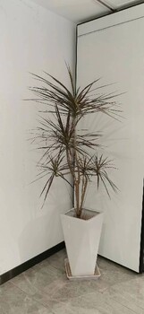萬(wàn)壽寺辦公室綠植租賃,北京辦公室花卉租擺