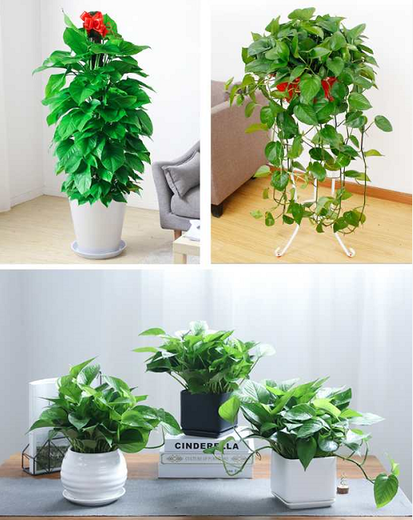 豐臺(tái)周邊辦公室綠植租擺費(fèi)用,北京花草出租