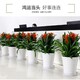 双榆树绿植租赁收费标准,北京植物租摆产品图