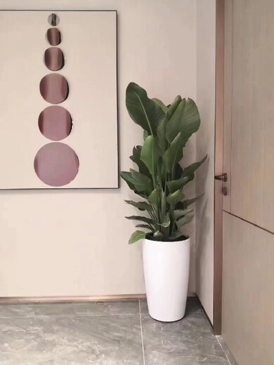 朝陽區(qū)石佛營綠植租賃報價,北京花草植物出租