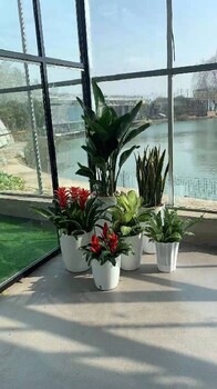 五路居綠植租賃費用,綠植銷售