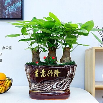 大兴办公室绿植租摆,室内绿色植物租摆出租