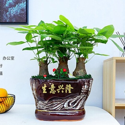 朝陽(yáng)區(qū)大望路辦公室綠植租擺,北京辦公室花卉租擺