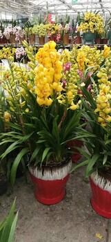 豐益橋辦公室綠植租擺報(bào)價(jià),辦公室內(nèi)花草租擺