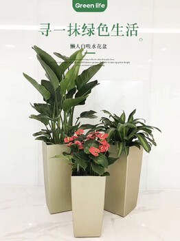 办公室内花草租摆,人民大学绿植租赁多少钱