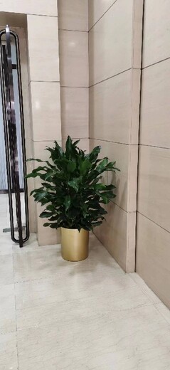景山辦公室綠植租賃費(fèi)用,北京植物出租公司