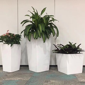 五道口绿植租赁,绿植出租