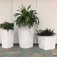黃村綠植租賃電話圖