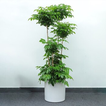 朝陽(yáng)區(qū)東壩辦公室綠植租賃